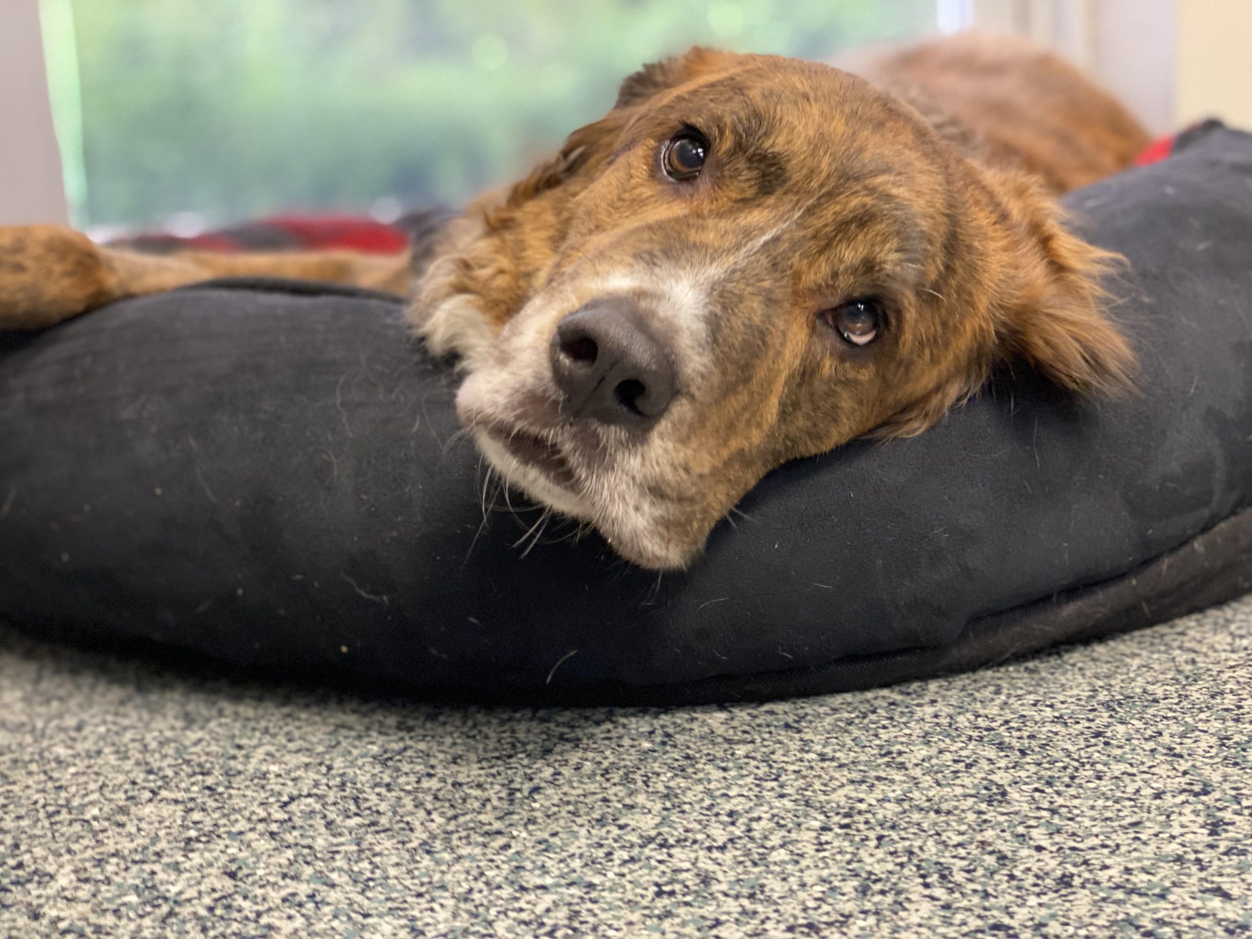 neurological disorders in pets