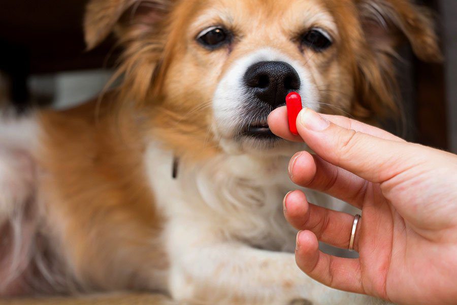 oral medication