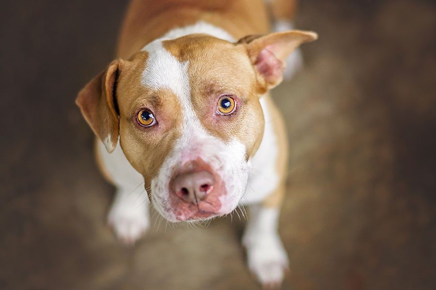 large dog eye ointment