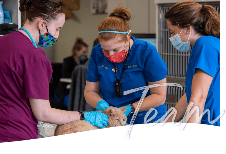 Indy Vet Technician Team