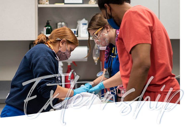 Indy Vet Externship Details