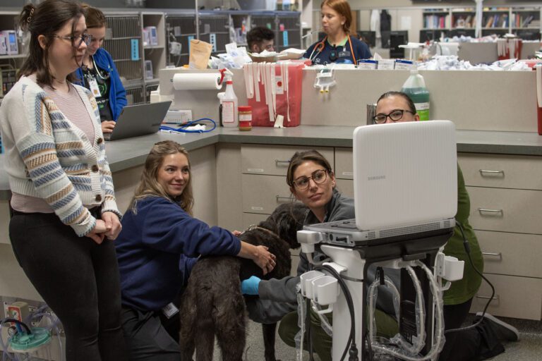 veterinary interns training with veterinarian